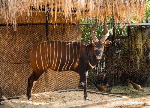 Lifestyle Solutions Bongo Sponsorship at Taronga Zoo